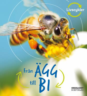 Från Ägg Till Bi