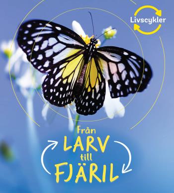 Från Larv Till Fjäril