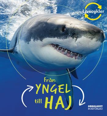 Från Yngel Till Haj