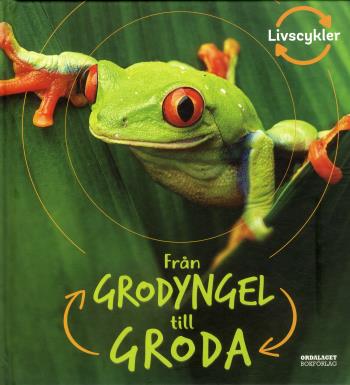 Från Grodyngel Till Groda